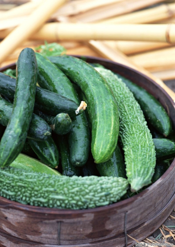 丰收大地图片-农业图 黄瓜,农业,丰收大地