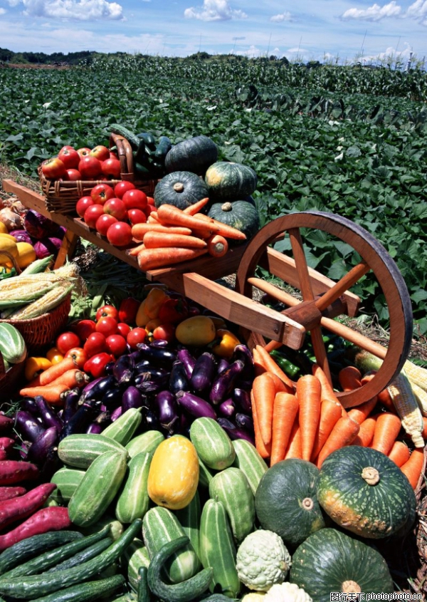 丰收大地图片-农业图,农业