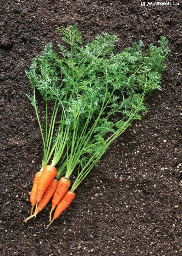 丰收大地图片-农业图 土地 黑土 胡萝卜,农业,丰