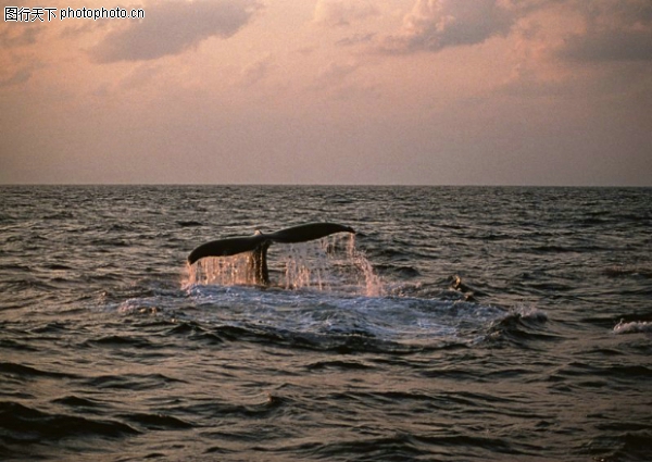 鲸鱼鲨鱼海豚图片-动物图 大海 海洋 暮色,动物