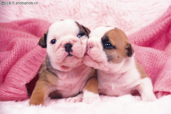 小动物世界图片-动物图 两只狗狗,动物,小动物世界