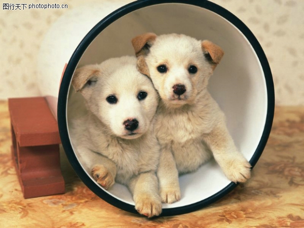 小动物世界图片-动物图 铁桶 土狗,动物,小动物
