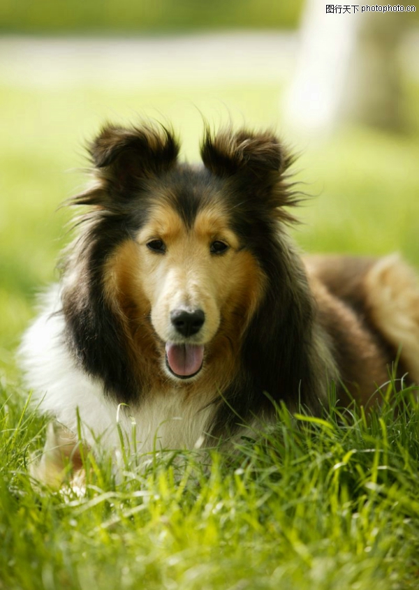 宠物狗狗图,动物图片